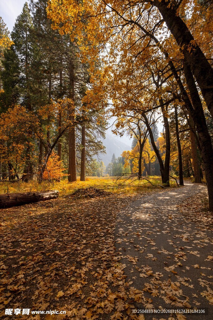 秋日林间落叶铺就的美景