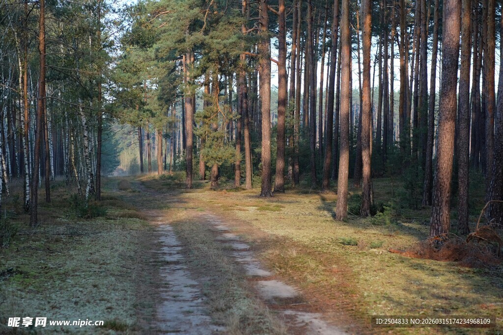 林间小道 静谧森林风光
