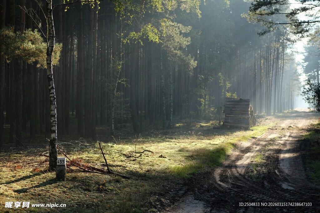 阳光洒落林间的静谧小道