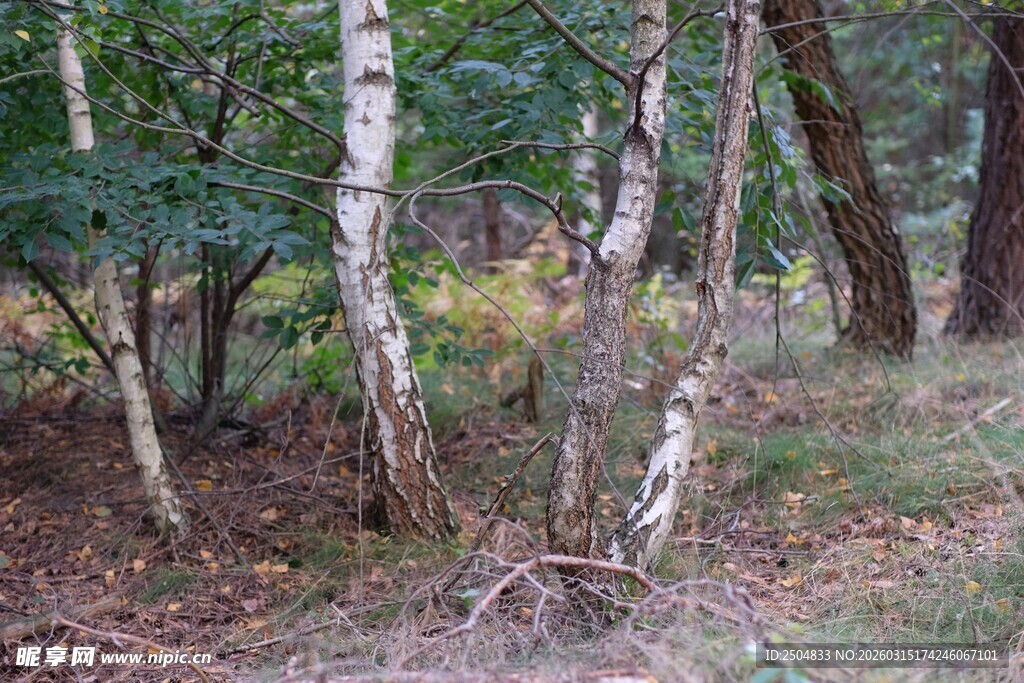 林间白桦树景观