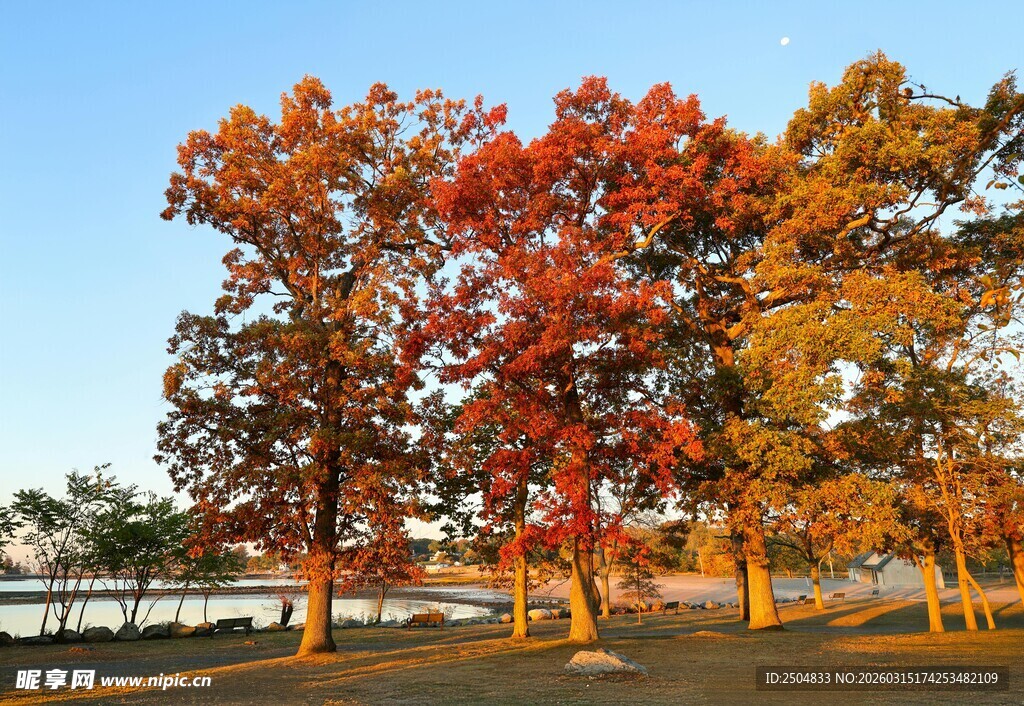 秋日多彩树林美景