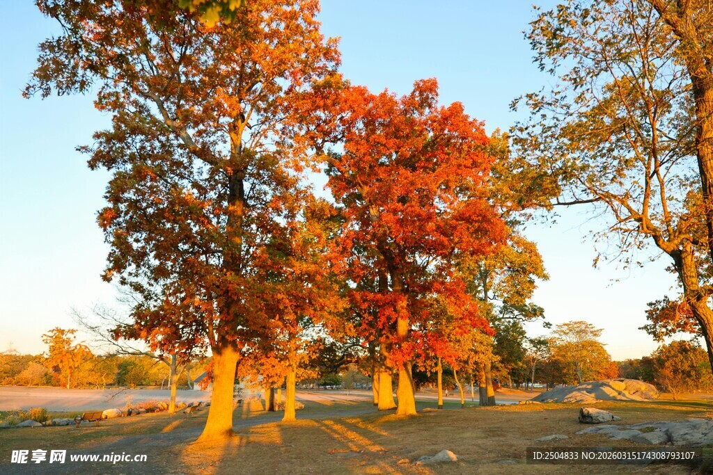 秋日多彩树林美景