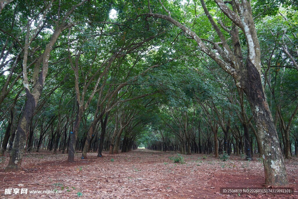 茂密树林中的红色土地