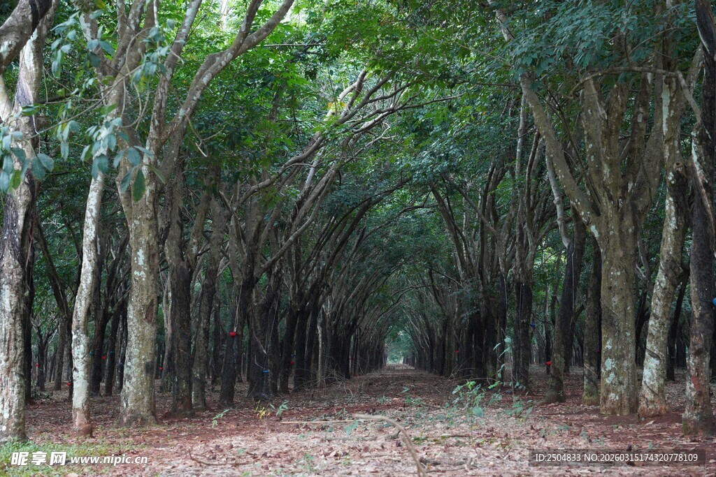 林间幽径 静谧的树木通道
