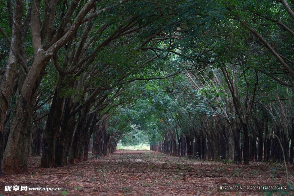 林间幽径 绿意盎然的通道