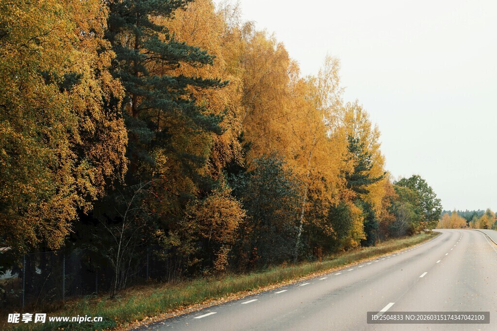 秋日公路边的斑斓树林