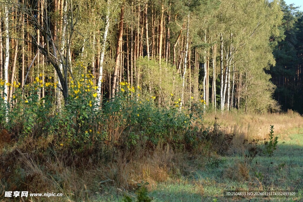 秋日林间小道 静谧风光