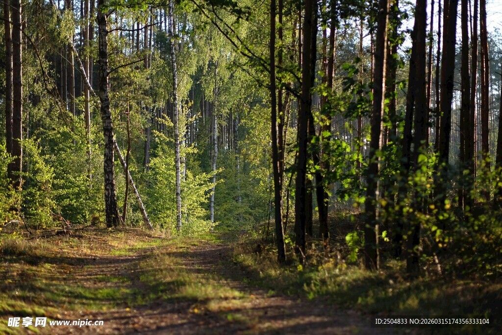 林间小道 阳光洒落森林