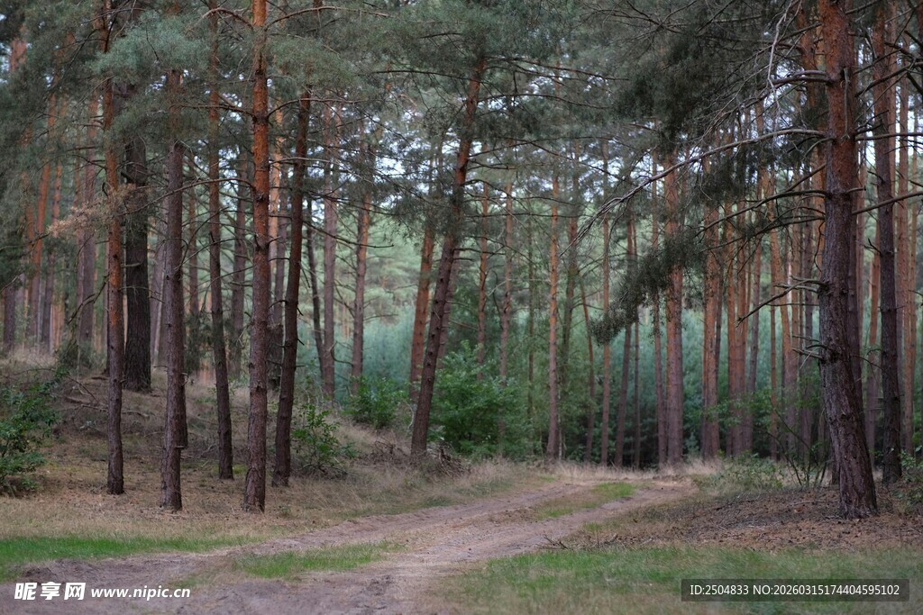 林间小道 静谧的松林风光