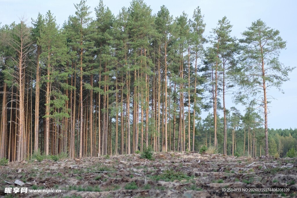 砍伐后的森林景象