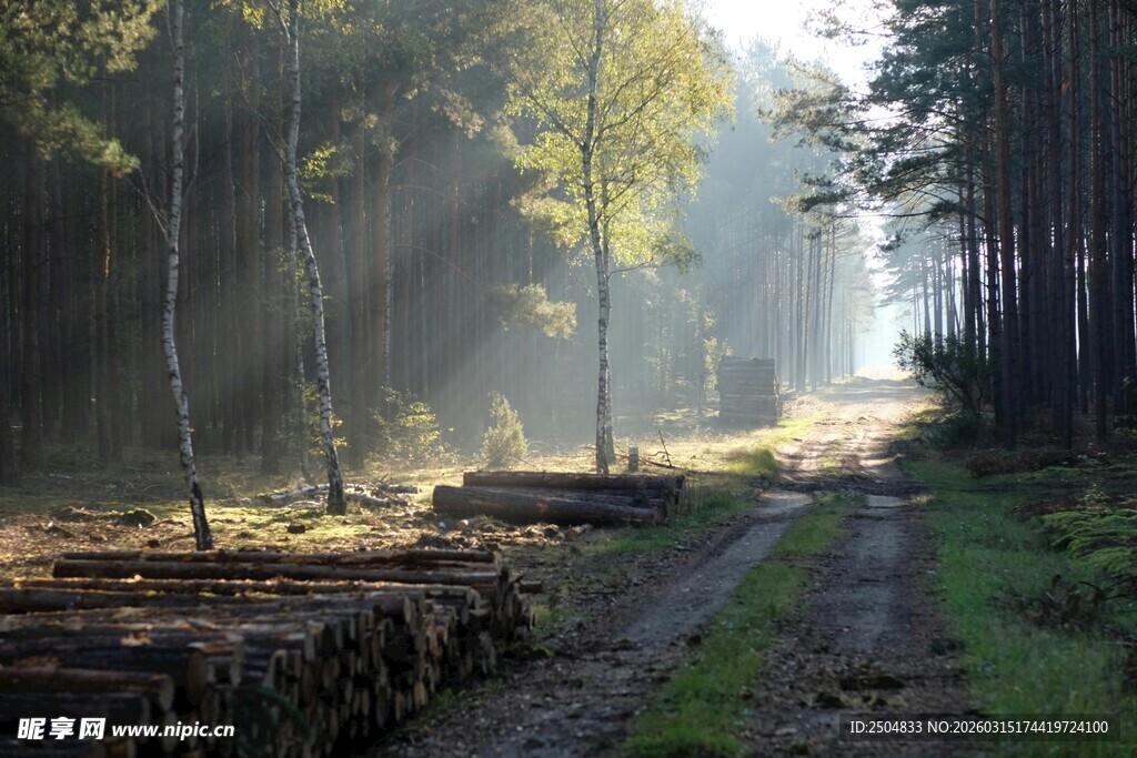 林间晨光中的伐木场景
