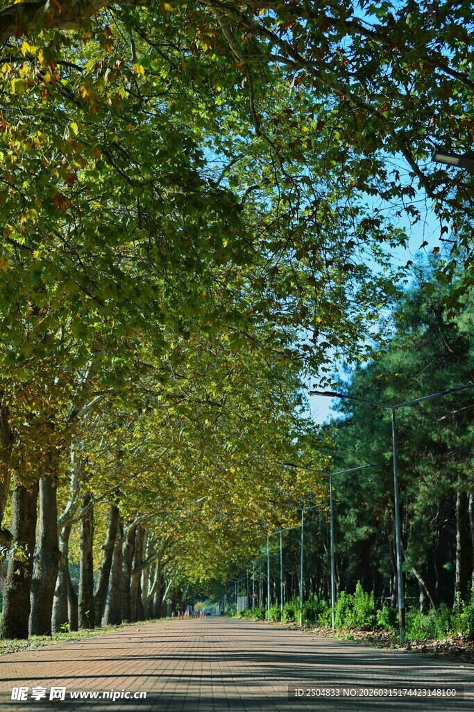 林荫大道 秋日静谧风光