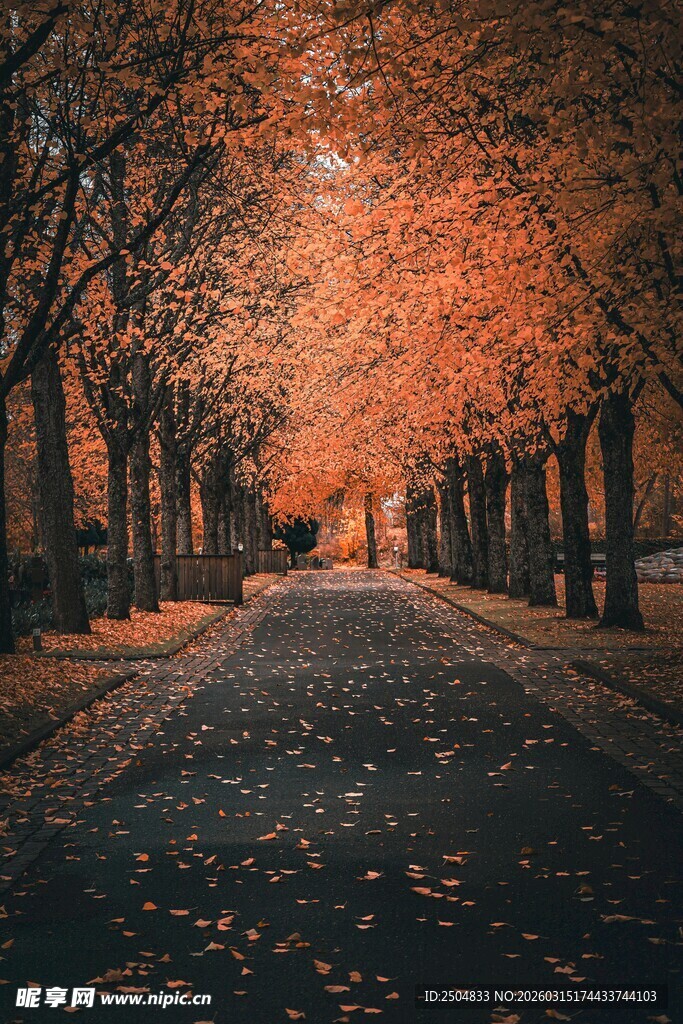 秋日林荫道 落叶铺就浪漫