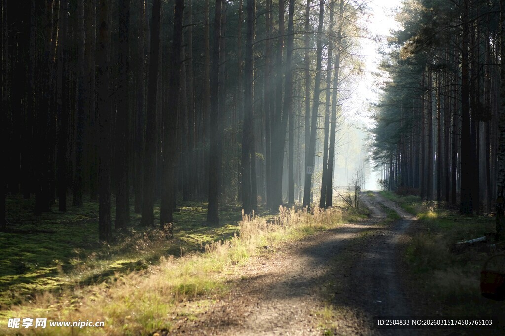 林间阳光小道 静谧美好