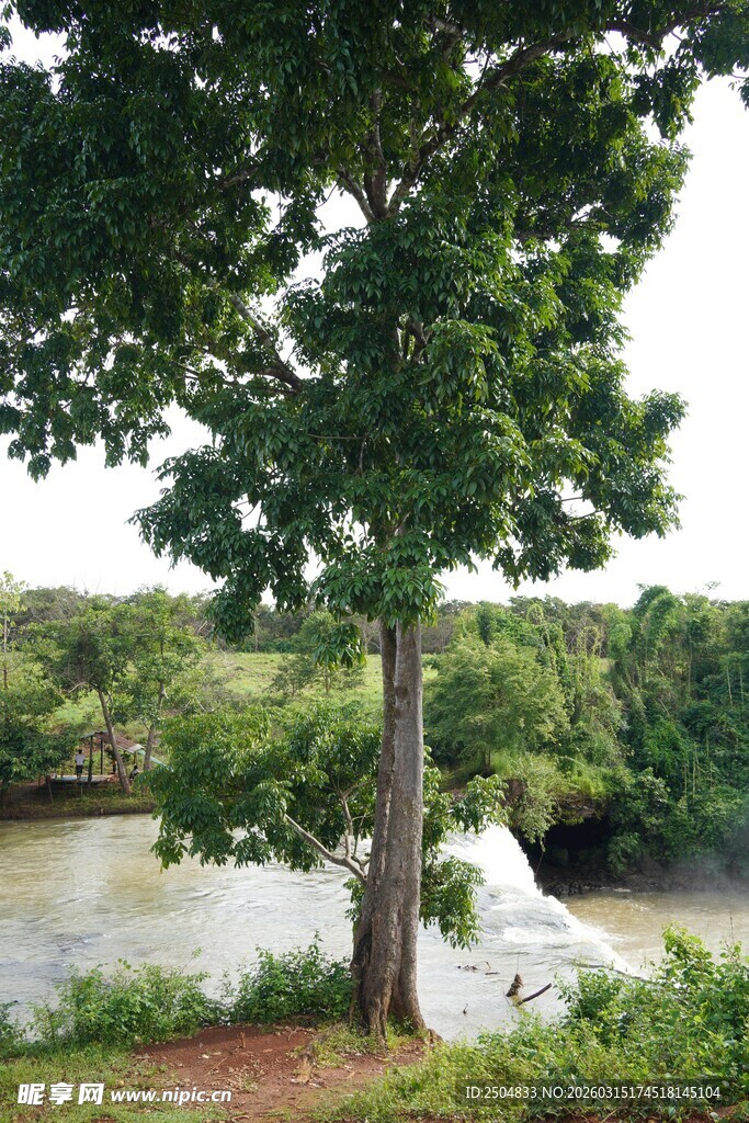 河畔绿荫下的白色浪漫场景