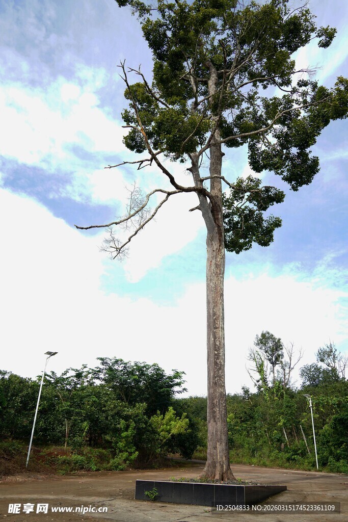 高大挺拔的单棵树木景观