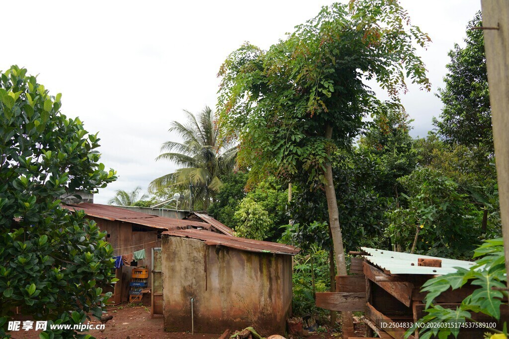 乡村小屋旁的葱郁树木