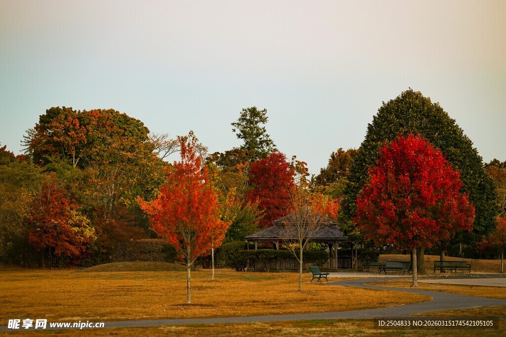 秋日多彩树林美景