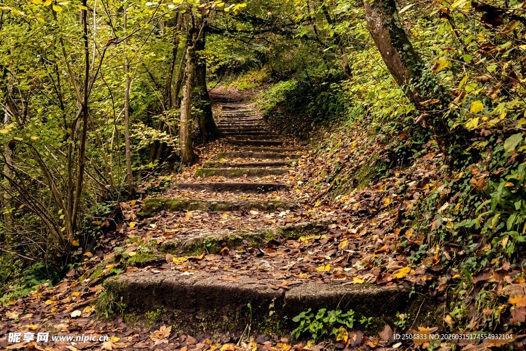 林间落叶石阶小径