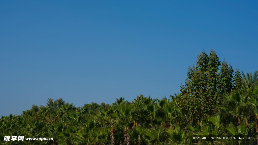 蓝天映衬下的茂密树林
