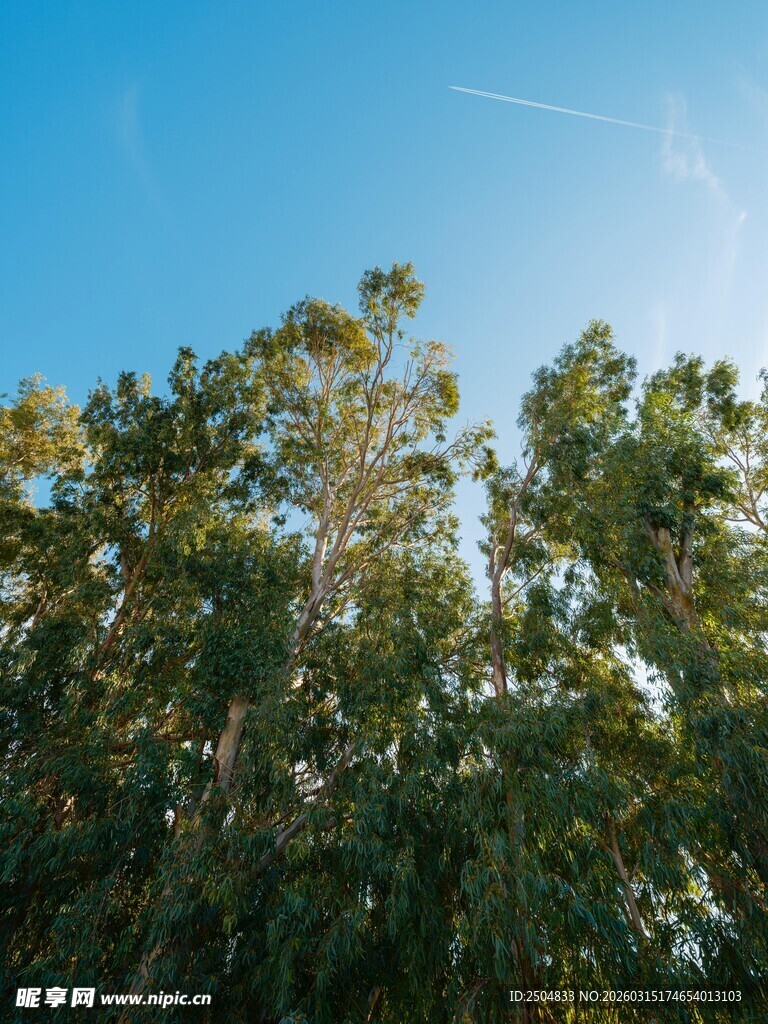 蓝天绿树间的清新景致