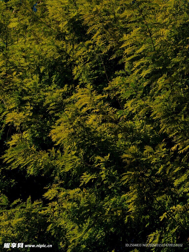 茂密翠绿的树林景观