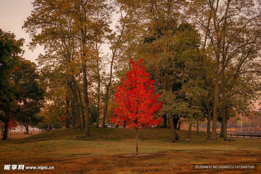 秋日独树 一抹艳丽红景