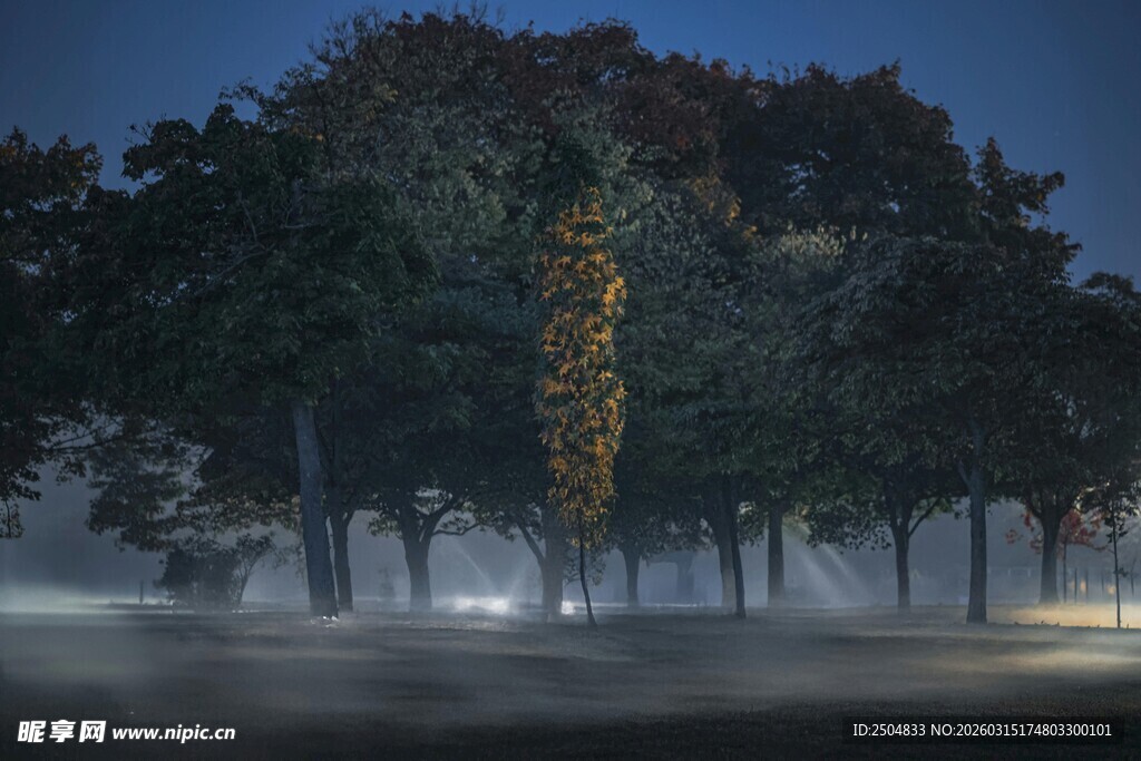 夜幕下树林中的神秘光柱