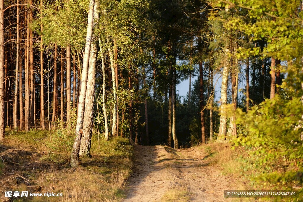 林间小道 秋日森林美景
