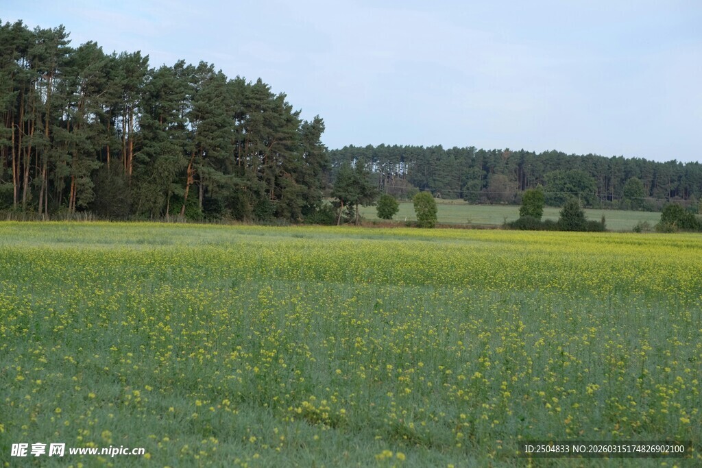 广袤田野与远处树林景观