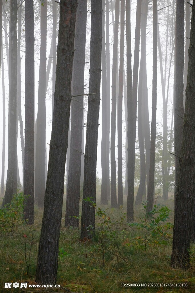 迷雾笼罩的静谧森林