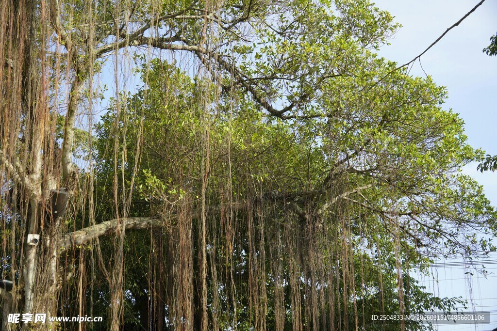 繁茂榕树 垂挂气根景观