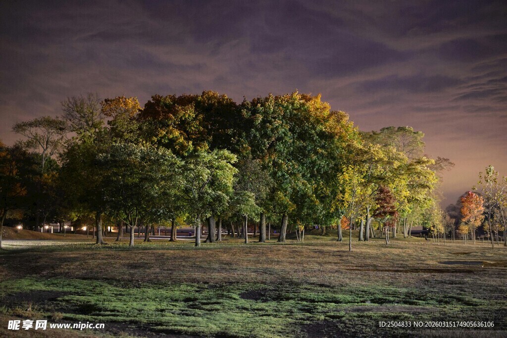 夜幕下的树林景观