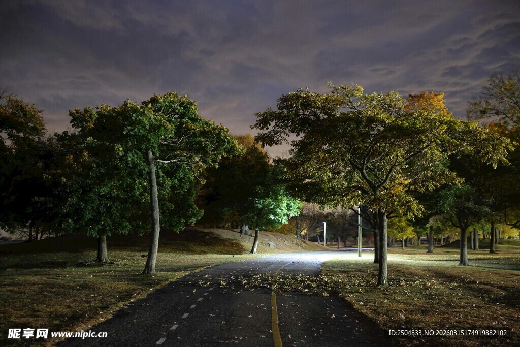 夜晚林间静谧道路