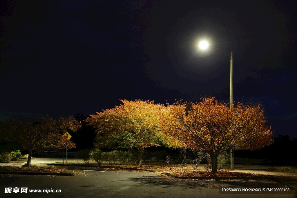 月夜下的绚烂秋景树影