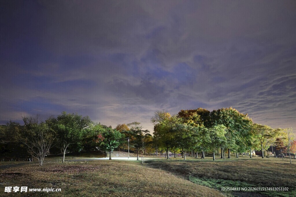 黄昏下的静谧树林景观