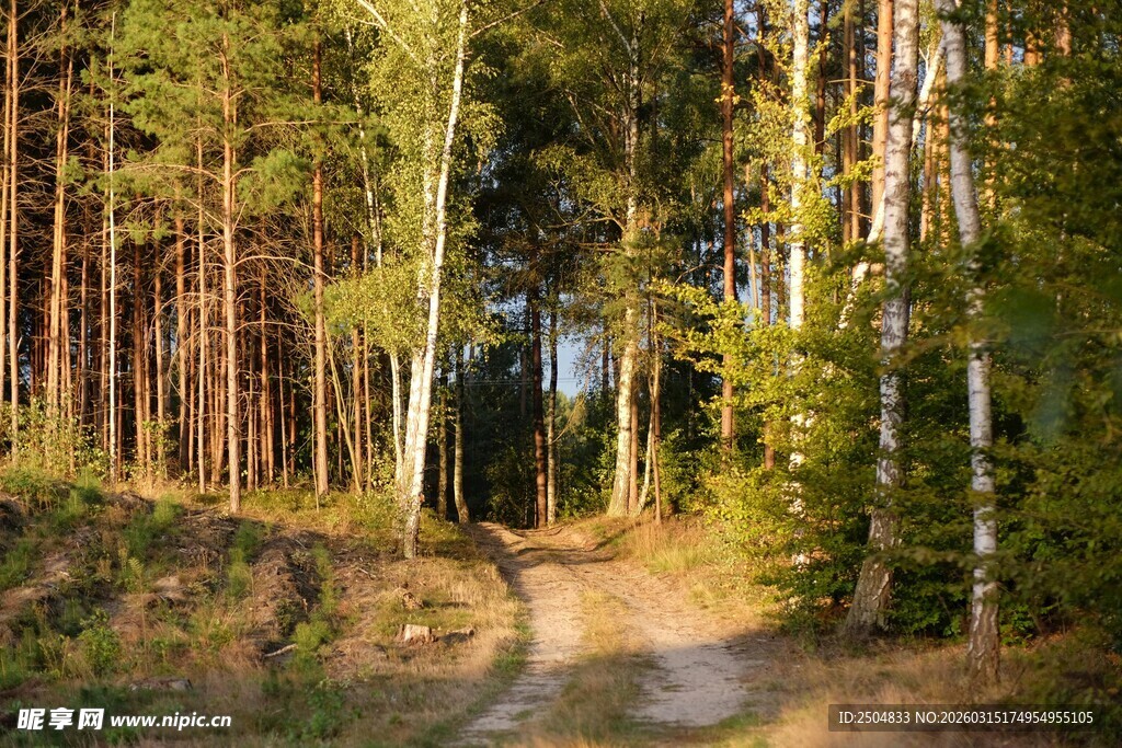 林间小道 静谧森林风光