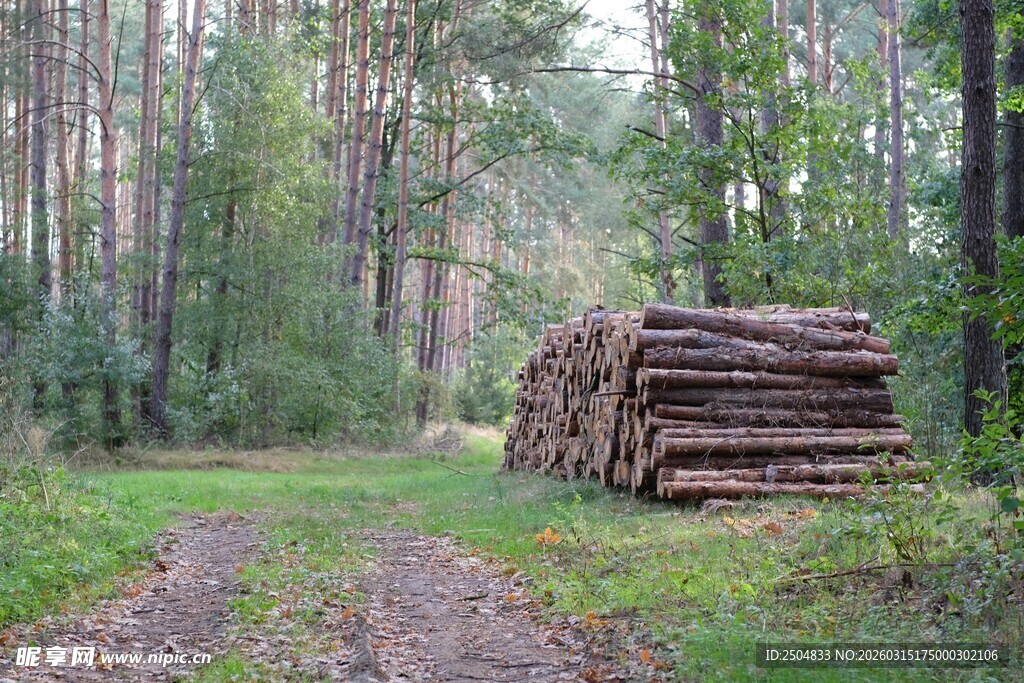林间木垛 静谧自然之景
