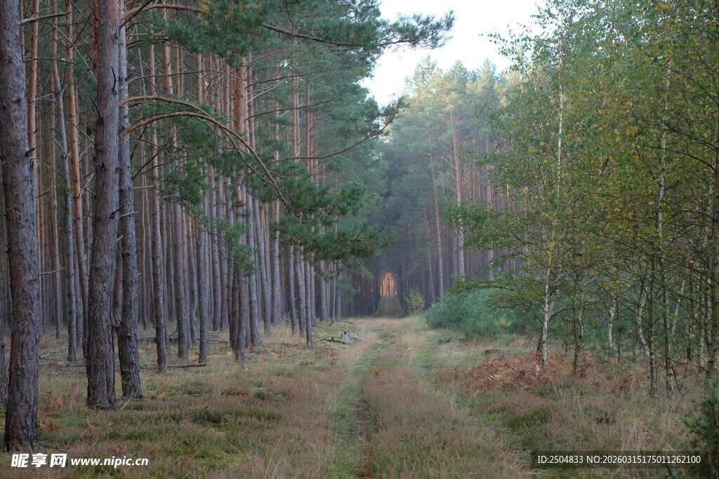 林间小道 静谧松树林景