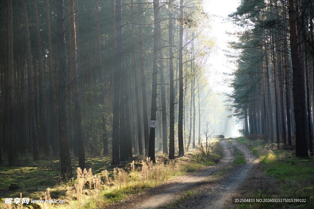 林间阳光小道 静谧美好