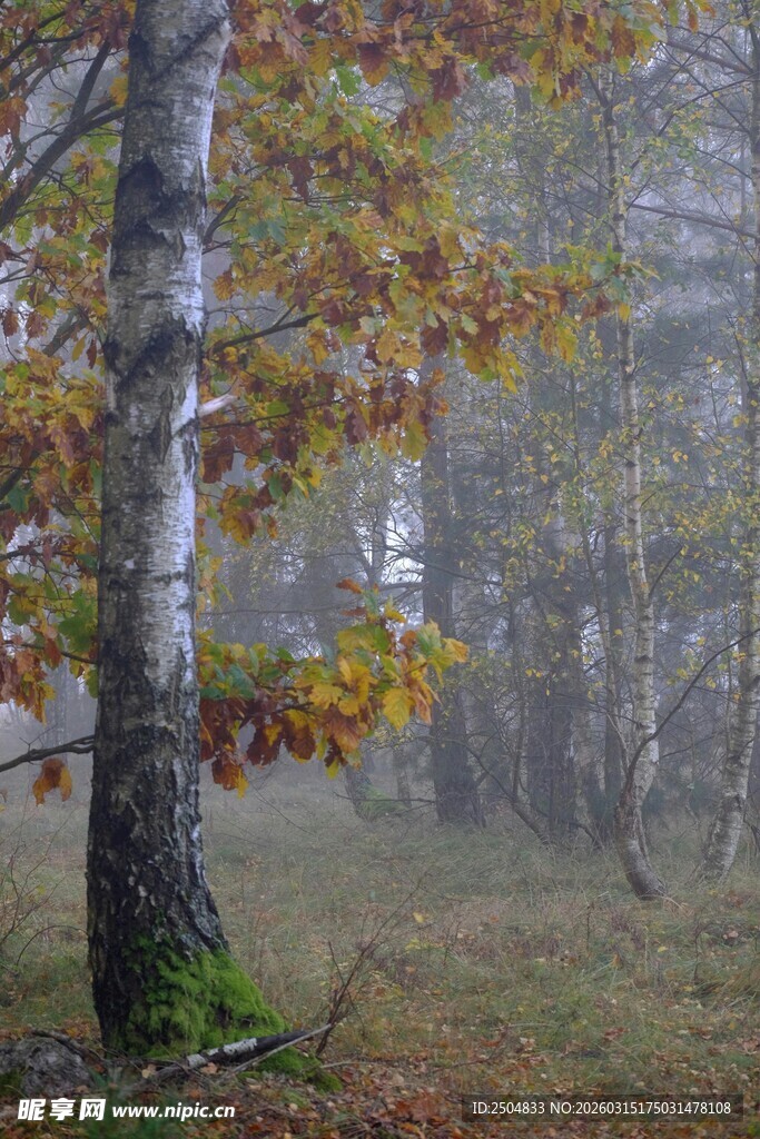 雾中白桦林的幽美景致