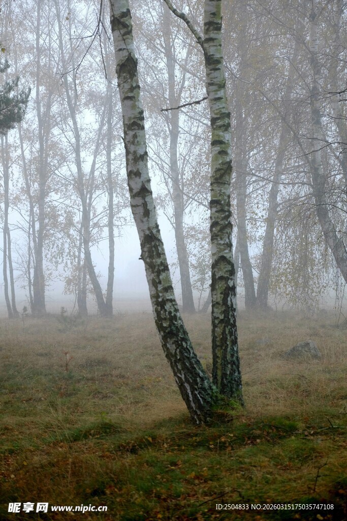 雾中白桦树的静谧景致