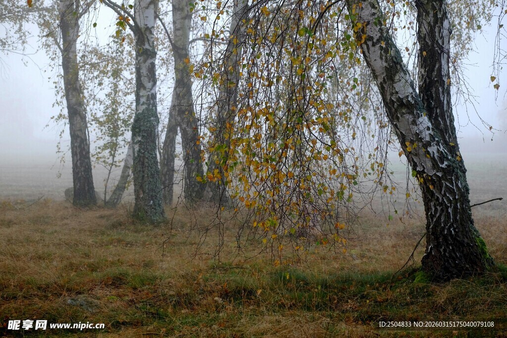 雾中白桦林的秋日景致