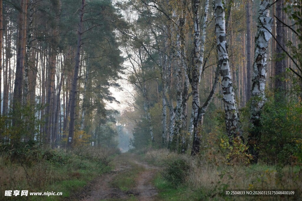 林间晨雾中的幽静小道
