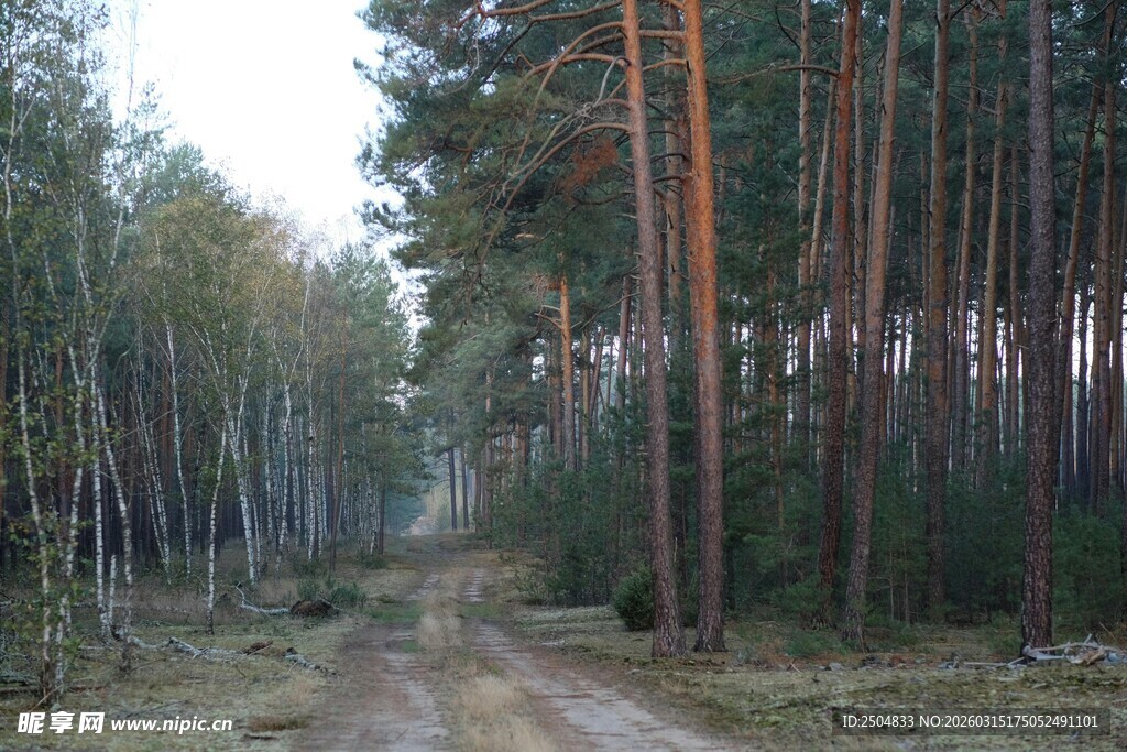 林间小道 静谧森林风光