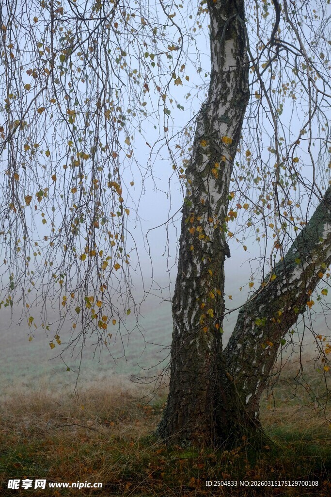 雾中白桦树 尽显静谧之美