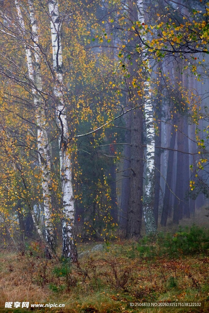 秋日白桦林的梦幻景致