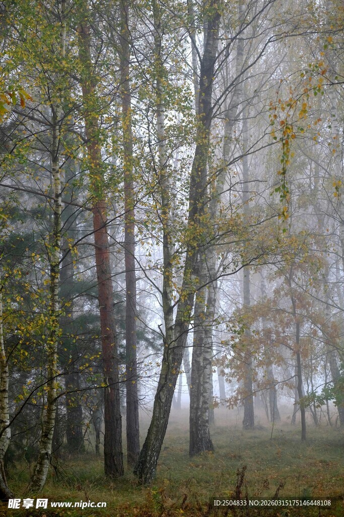 雾中树林的静谧秋景