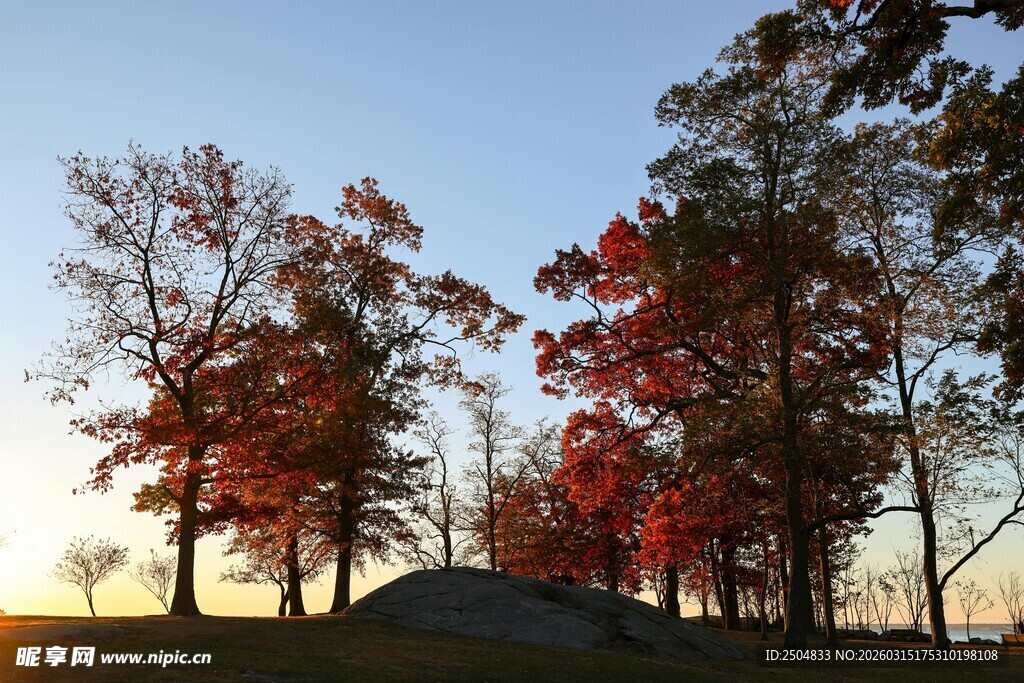 夕阳下的红叶树林美景