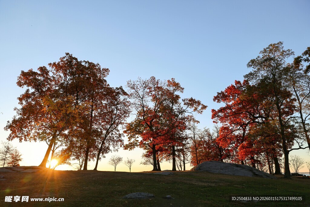 秋日夕阳下的绚烂树林